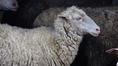 koyun portre siyah bir zemin üzerine