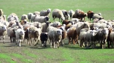 koyun evde çalıştırmak için