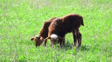 Otlakta otlayan koyunlar