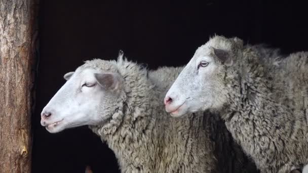 Портрет овцы на черном фоне — стоковое видео