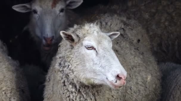 Schafsporträt auf schwarzem Hintergrund — Stockvideo