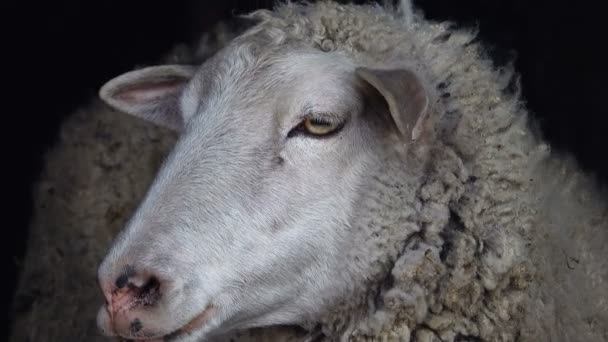 Sheep portrait on a black background — Stock Video