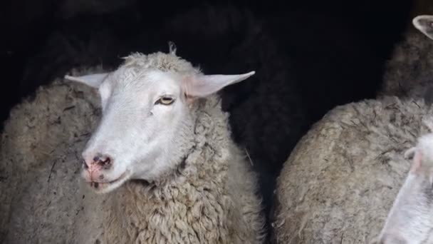 Retrato de oveja sobre un fondo negro — Vídeo de stock