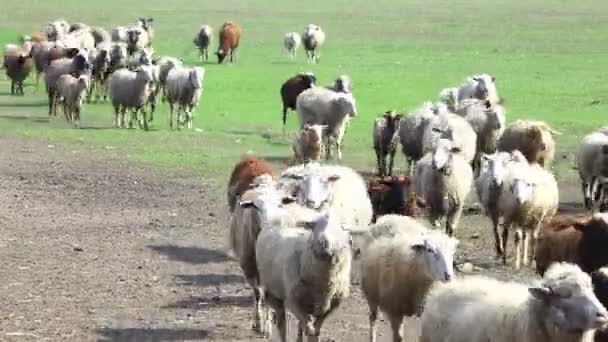 Ovelhas para correr em casa — Vídeo de Stock