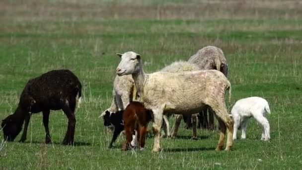 Schafe weiden auf einer Wiese — Stockvideo