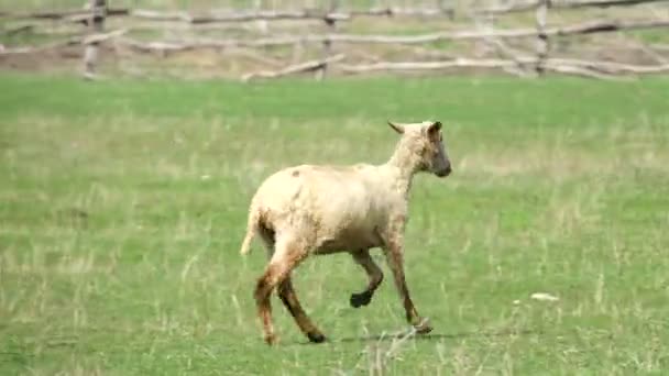 Овцы побегут в дом — стоковое видео