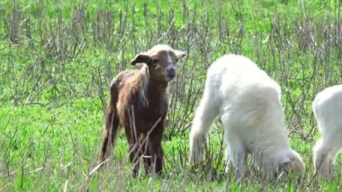 Otlakta otlayan koyunlar