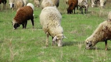 Otlakta otlayan koyunlar