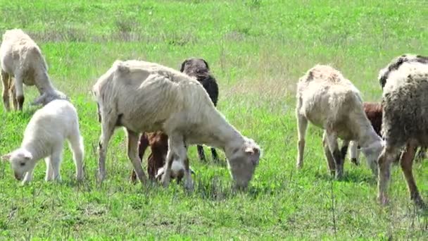 Sheep grazing on a meadow — Stock Video