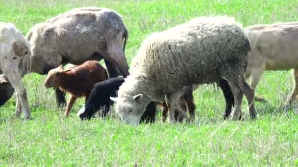 Ovelhas que pastam em um prado — Vídeo de Stock