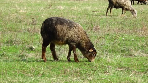 Schafe weiden auf einer Wiese — Stockvideo