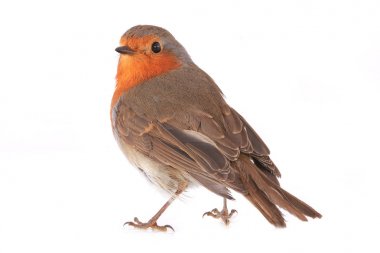 bir beyaz Robin