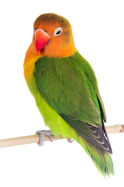 Fischeri lovebird parrot — стоковое фото