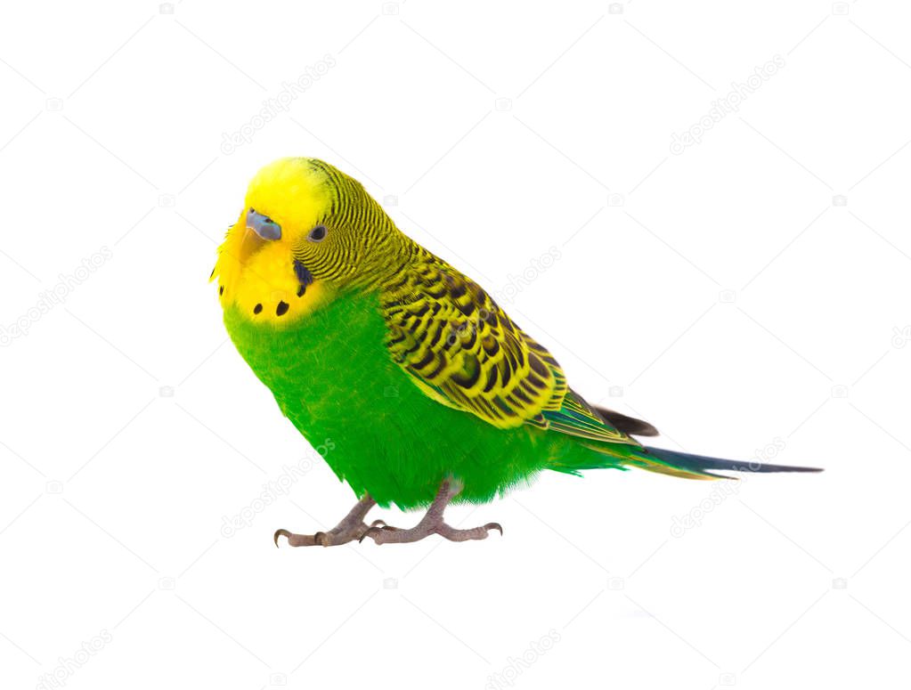 a green budgie