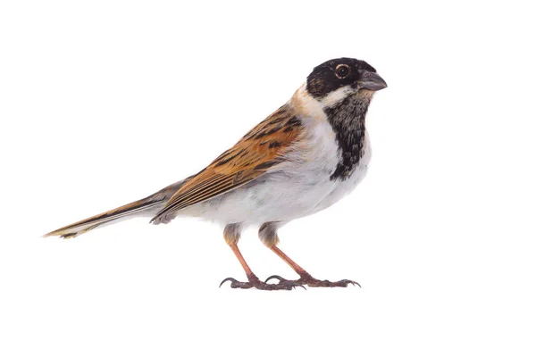 Un Reed Bunting —  Fotos de Stock