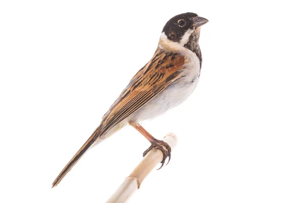 Reed kiraz kuşu — Stok fotoğraf