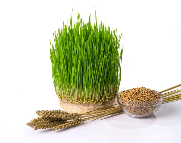 A sprouts wheat — Stock Photo, Image