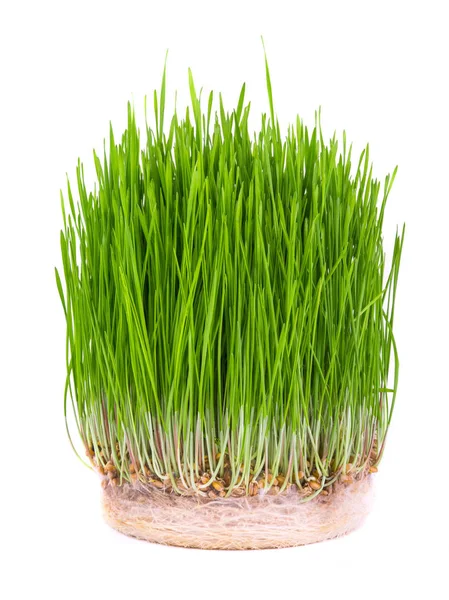 A sprouts wheat Stock Photo