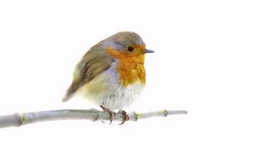 Beyaz bir arka plan üzerinde izole robin