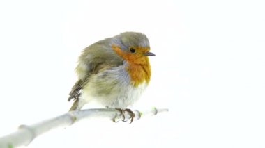 Beyaz bir arka plan üzerinde izole robin