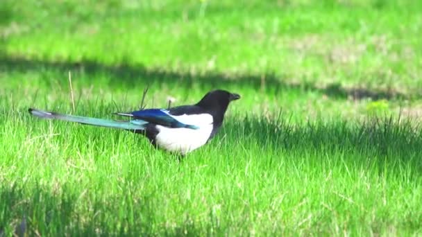 Magpie on a grass — Stock Video