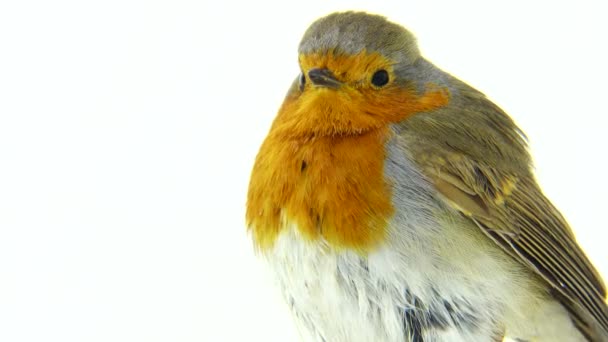 Robin isolerad på en vit bakgrund — Stockvideo