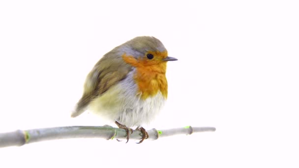 Robin isolated on a white background — Stock Video