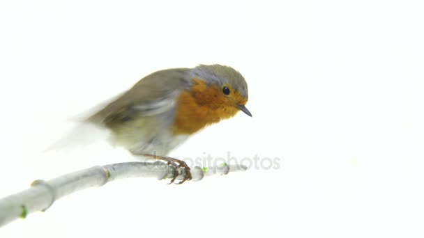 Robin isolated on a white background — Stock Video