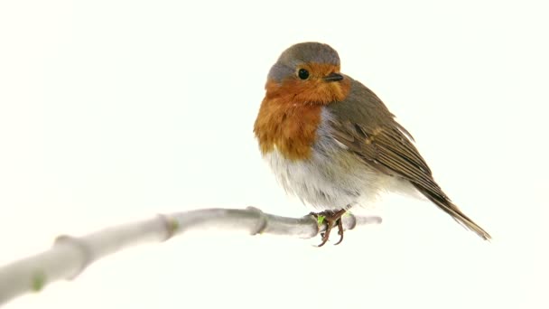 Robin isolated on a white background — Stock Video