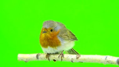 Avrupa bülbülü (Erithacus rubecula)