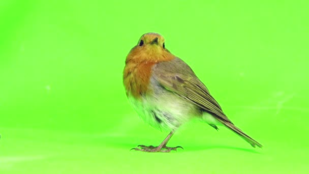 European Robin (Erithacus rubecula) — Stock Video