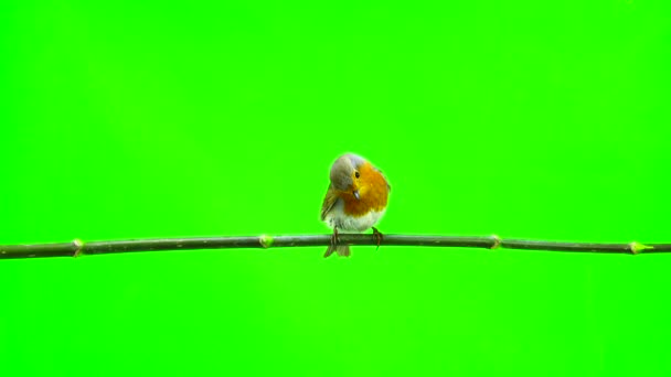 European Robin (Erithacus rubecula) — Stock Video