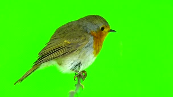 Rödspätta (Erithacus rubecula)) — Stockvideo