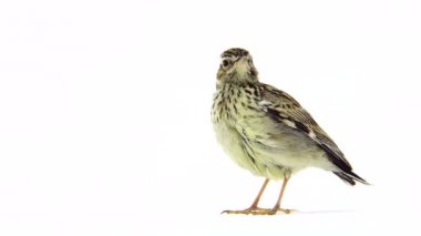 Ahşap toygar (Lullula arborea)