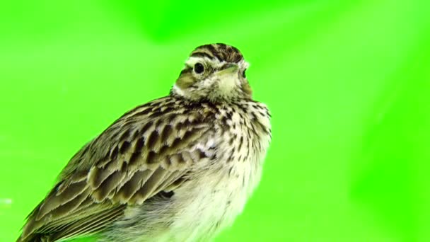 Wood Lark (Lullula arborea) — Stock video