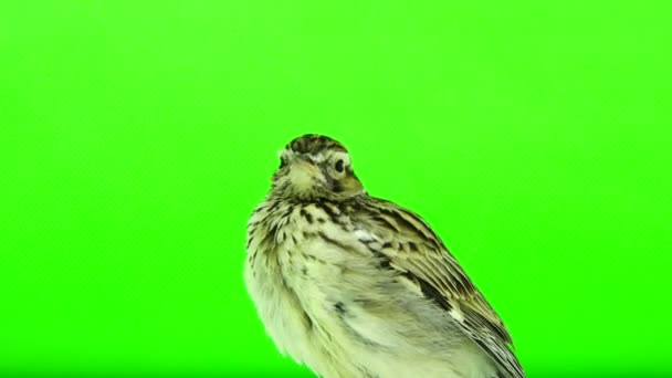 Wood Lark (Lullula arborea) — Stock video