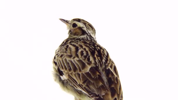 Wood Lark (l. arborea) — Wideo stockowe