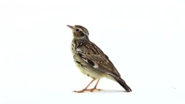 Ahşap toygar (Lullula arborea)