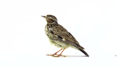 Ahşap toygar (Lullula arborea)