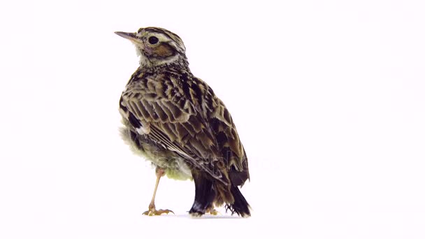 Wood Lark (l. arborea) — Wideo stockowe