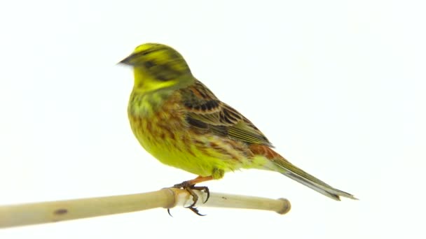 Trznadel (Emberiza citrinella) na białym tle na białym tle — Wideo stockowe