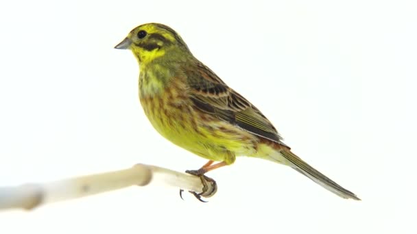 Yellowhammer (Emberiza citrinella) isolated on a white background — Stock Video