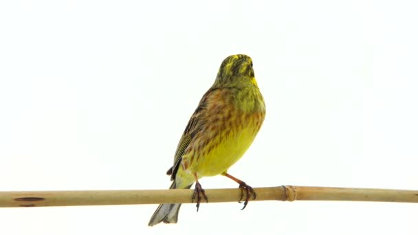 Жовтий метелик ( Emberiza citrinella) ізольований на білому тлі — стокове відео