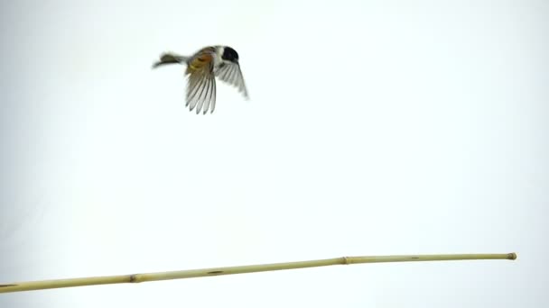 Slow-motion shot van een vogel Rietgors — Stockvideo