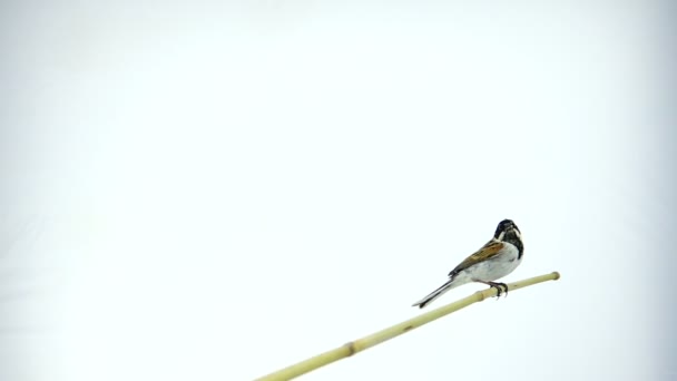 Slow-motion shot of a bird reed bunting — Stock Video