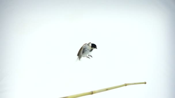 鸟芦鹀的慢动作镜头 — 图库视频影像
