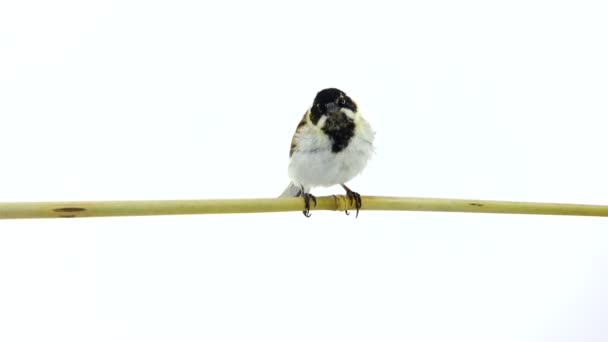 Beyaz bir arka plan üzerinde izole reed kiraz kuşu — Stok video