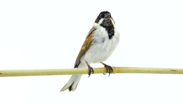 Beyaz bir arka plan üzerinde izole reed kiraz kuşu — Stok video