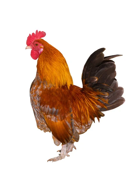 Un gallo de oro — Foto de Stock