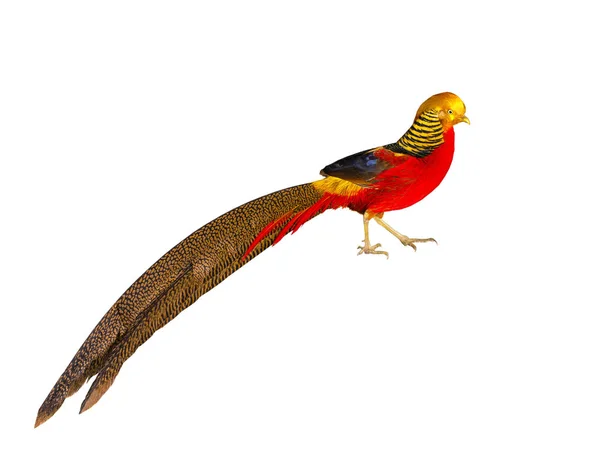 A pheasant gold — Stock Photo, Image